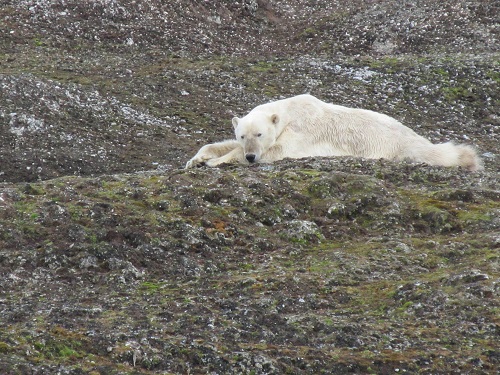 Case Excavators in Norway_Polar bear