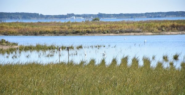 volvo-breathes-life-back-into-chesapeake-bay